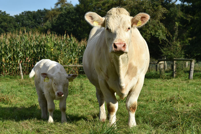 Ursula mit Kalb Ursanne Pp, im Alter von 4 Jahren