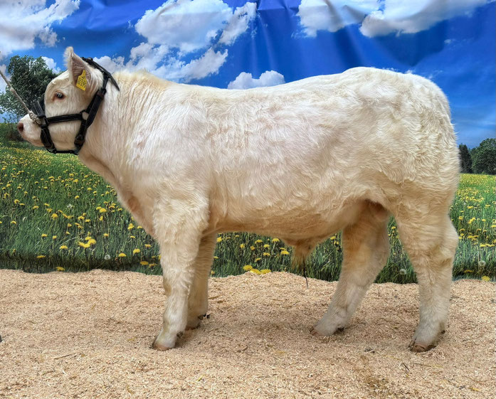 Jordan, Jonas x Hille (Fox-Trot), mit 8 Monaten