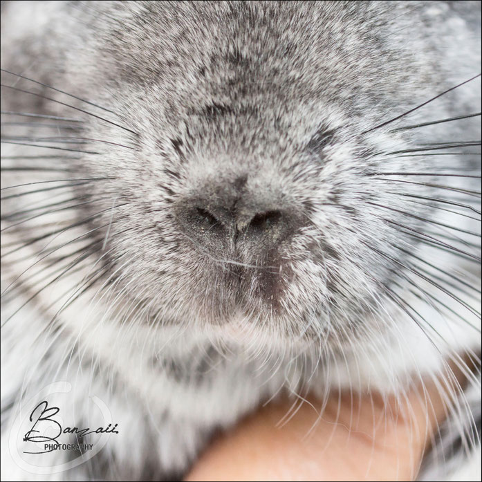 La description du chinchilla Site de chincholla