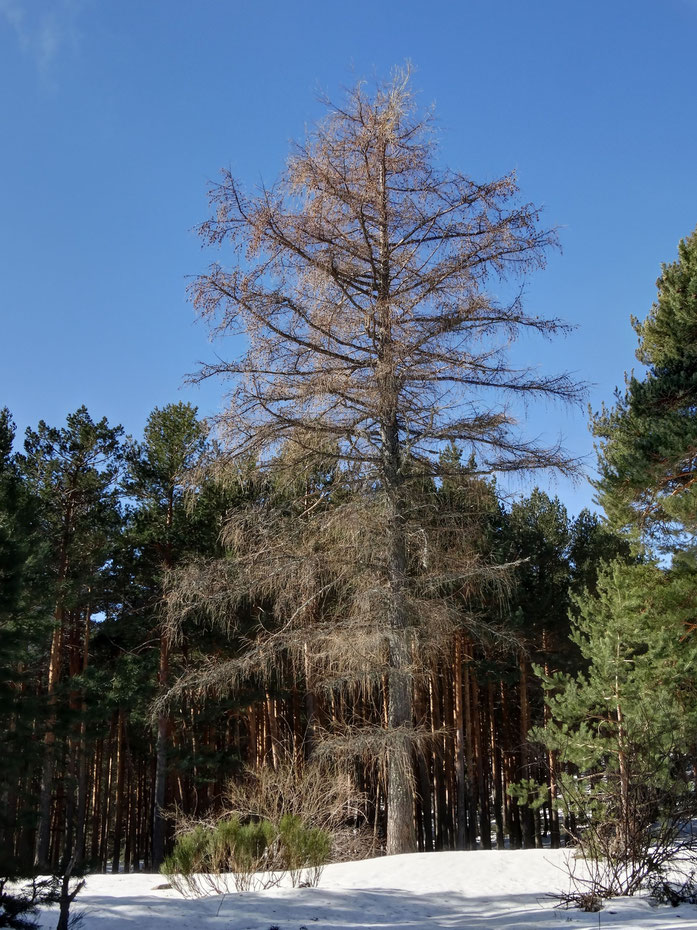 Alerce del Vivero de Mojonavalle. Canencia de la Sierra. Madrid.