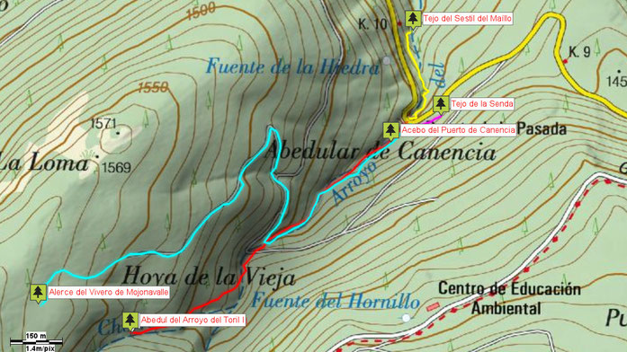 Mapa situación de los ejemplares del Abedular de Canencia. Canencia de la Sierra. Madrid.