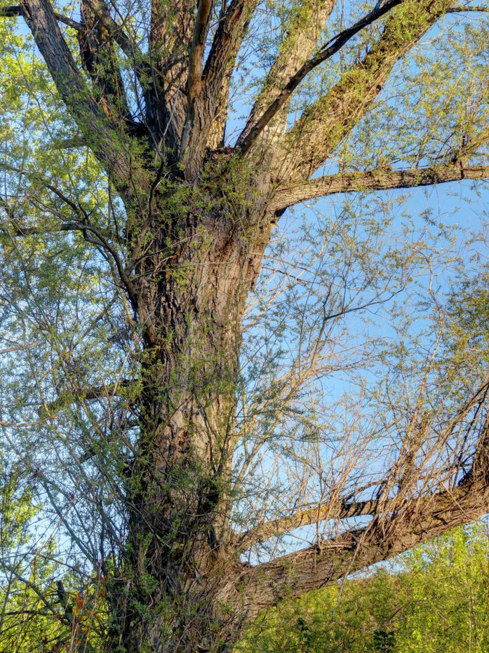 Salguera del Molino del Villar. Robledillo de la Jara. Árbol Singular de la Comunidad de Madrid