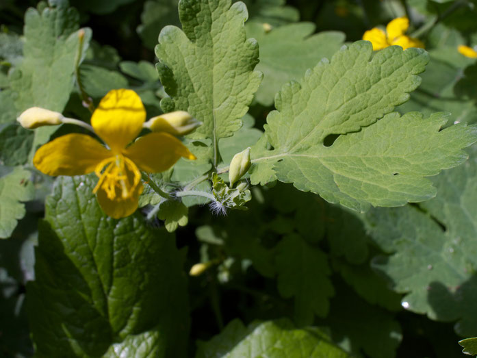 Schöllkraut - Blüten und Knospen mit noch vorhandenen Kelchblättern