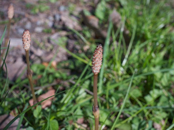 Fertiler Spross vom Ackerschachtelhalm