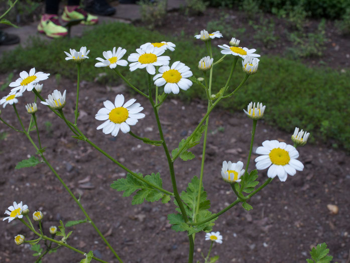 Mutterkraut - Anfang Juni in Blüte