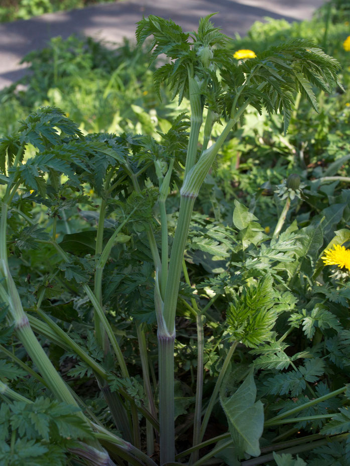 Wichtigstes Erkennungsmerkmal des Wiesenkerbel: die KERBEN am Stengel!