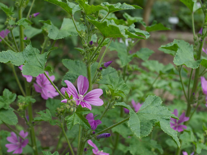 Malvenblüten Anfang Juni