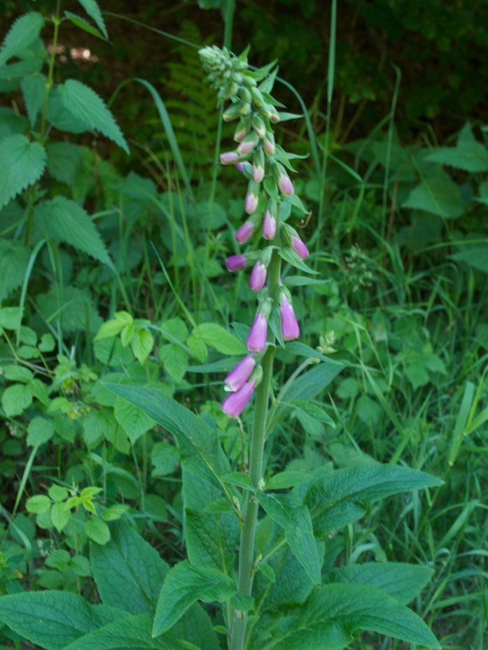 Roter Fingerhut im Juni im Wald