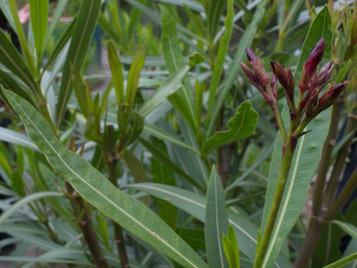 Oleander