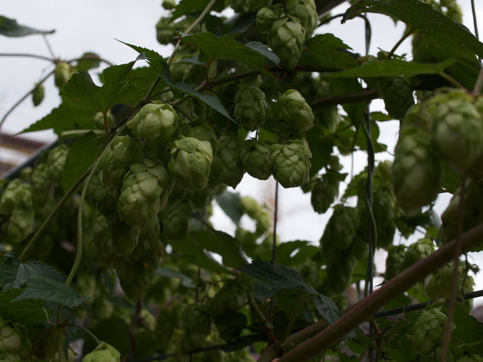 September: so langsam sind sie reif, die Hopfenzapfen.