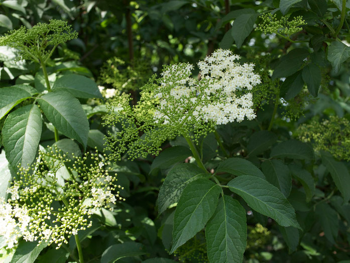 Schwarzer Holunder in Blüte.