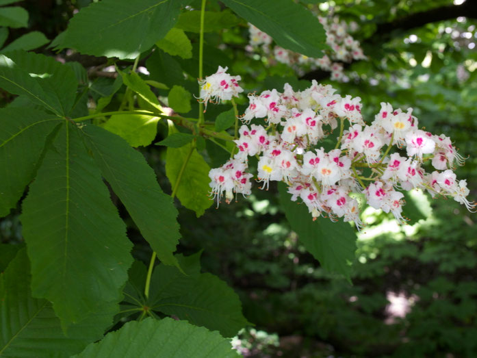 Kastanienblüte und -blätter