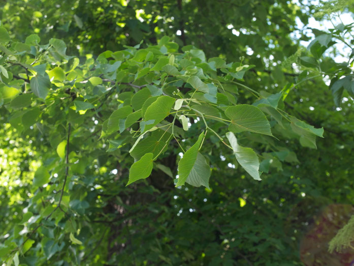 Lindenzweig mit Blüte