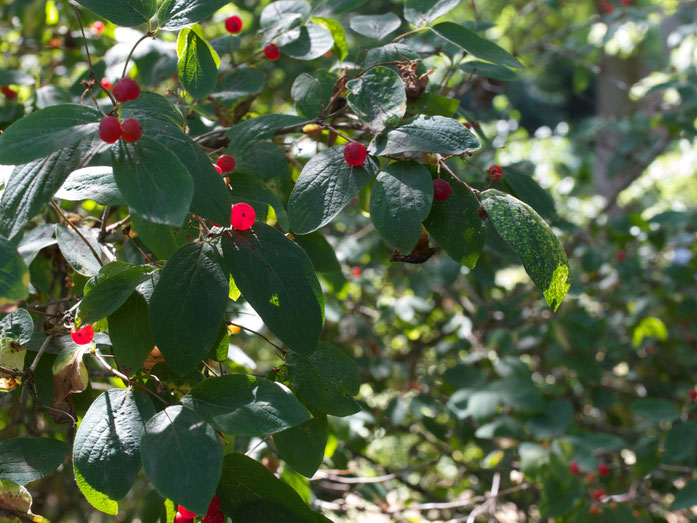 Die wunderschönen, meist paarweise miteinander verwachsenen Beeren der Heckenkirsche sind leider giftig.