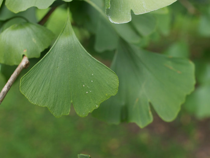 Blätter des Ginkgo biloba