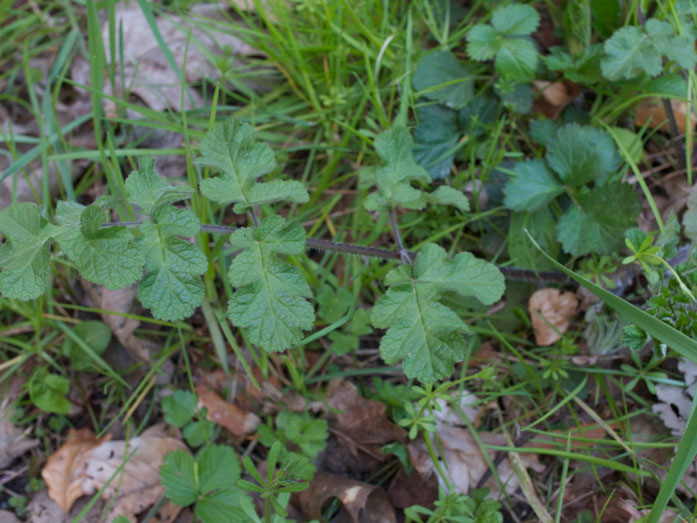 Wiesenbärenklau: Ungefährlicher Bruder des phototoxischen Riesenbärenklau.