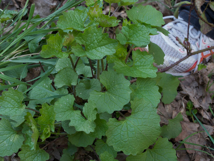 Blätter der Knoblauchrauke oder Knoblauchsrauke