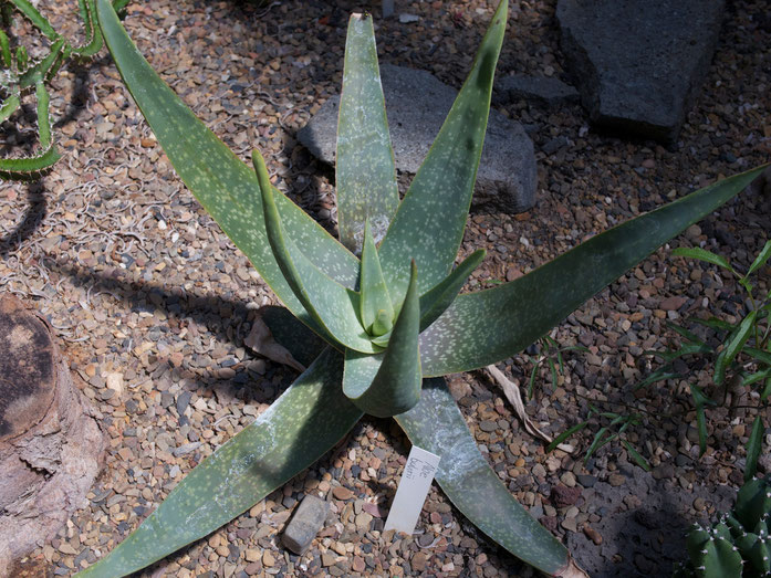 Aloe buhrii - mit der Aloe Vera nur verwandt...