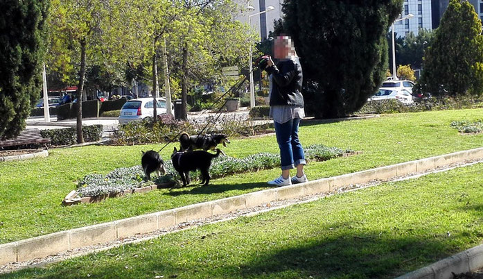 Perros  y su ama, destrozando un hermoso jardín de la ciudad  de Valéncia. Un serio problema de seguridad y de salud pública  al no recoger los excrementos.