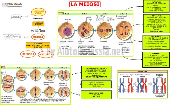 diagramma della mitosi e della meiosi