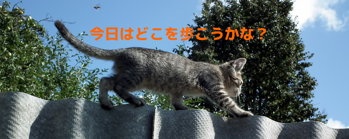 猫目線で街を歩いたらどんな風に見えるのでしょうね？