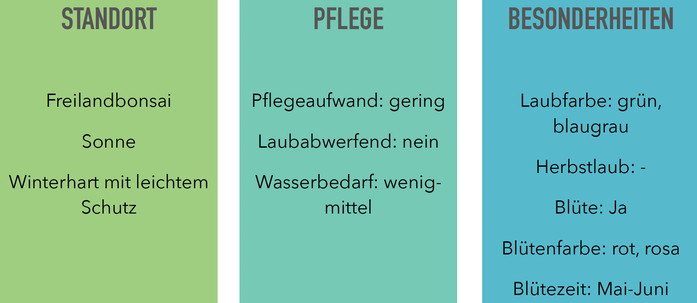 Pflege Standort Besonderheiten einer Bonsai Mädchenkiefer, Pinus pentaphylla