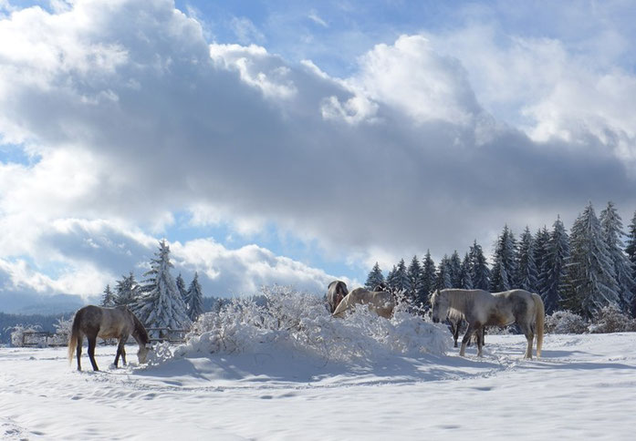 serbia tara horses winter