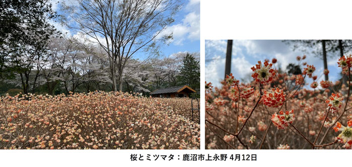鹿沼市上永野の桜とミツマタの花《平賀ファイナンシャルサービシズ(株)》
