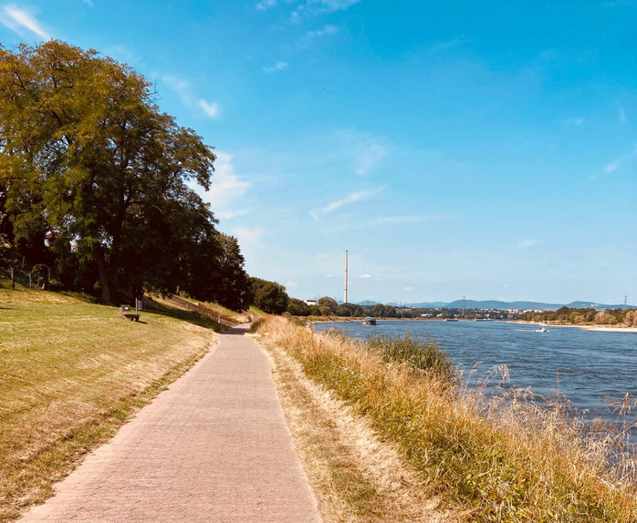 Der Rheinradweg zwischen Urmitz und Weißenthurm