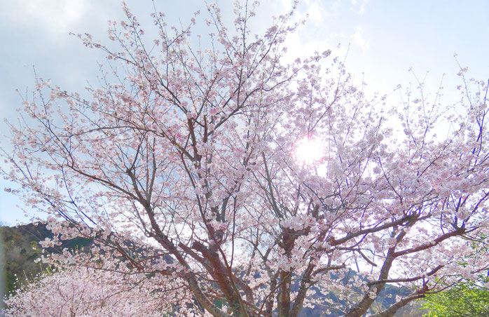 みごとな桜景を各所で楽しめます