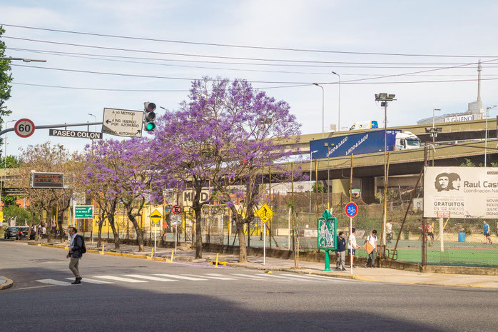 Jacarandabaum in Buenos Aires