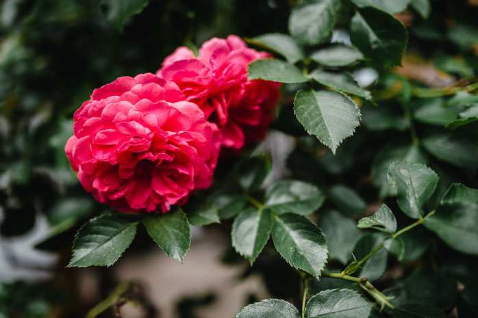 Bauernhof Lehmann, rote Rosen, Hochzeit, Nicolas Wanek photography