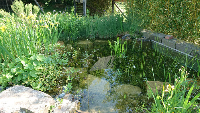 Spurenelemente für üppigen Pflanzenwuchs im Schwimmteich