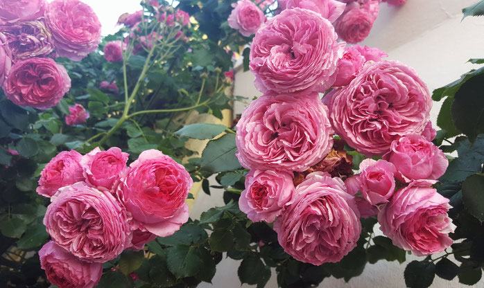 Rosen; Sommerfassaden; Kletterrosen; Local Loves; Ottensen; Altona; Hamburg; Passion Projects; live4happiness2day; bloggingforinspiration