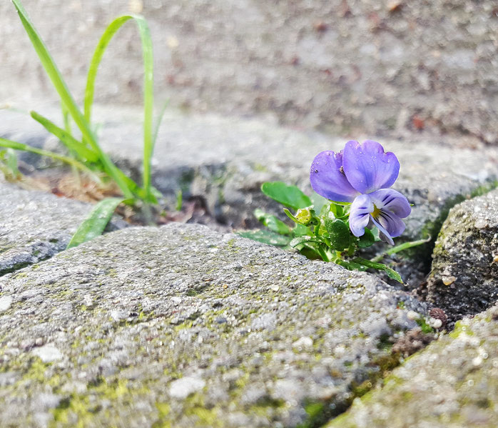 Mini-Stiefmütterchen; Urban Gardening; Guerilla Gardening; live4happiness2day; bloggingforinspiration;