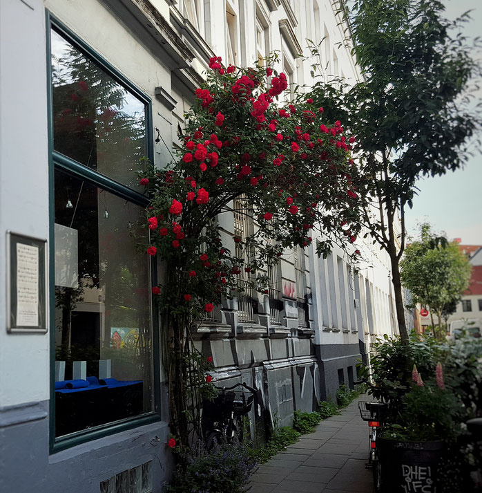 Rosen; Ottensen; Hamburg; Altona; Local Loves; Passion Projects; Sommerfassaden; live4happiness2day; bloggingforinspiration