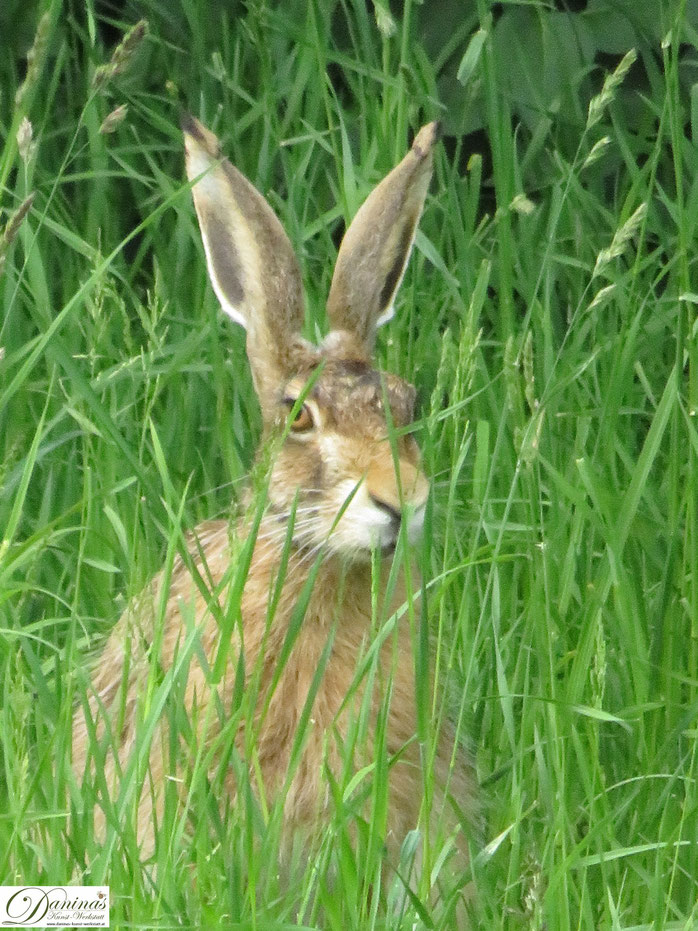 Hase Im Garten Daninas Kunst Werkstatt