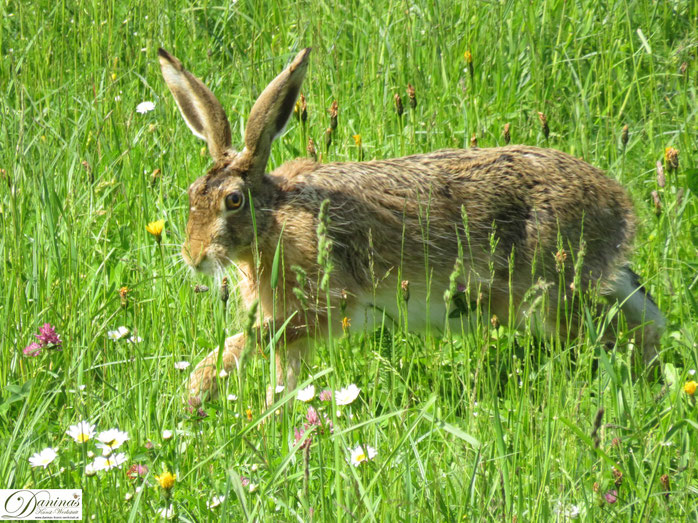 Hase Im Garten Daninas Kunst Werkstatt