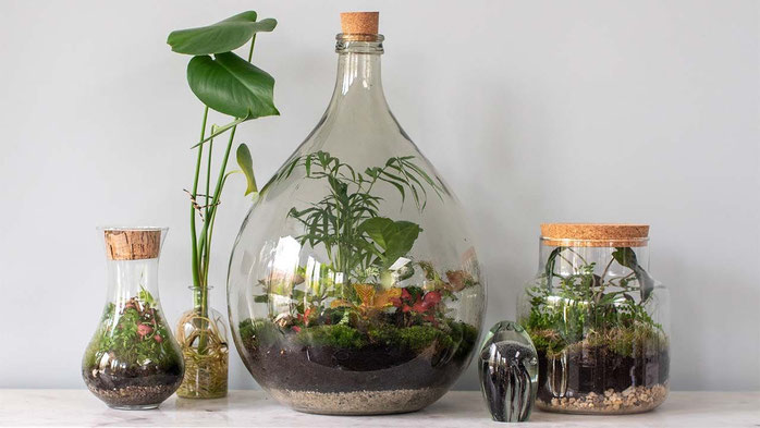 ¿Cómo hacer un jardín eterno en una botella