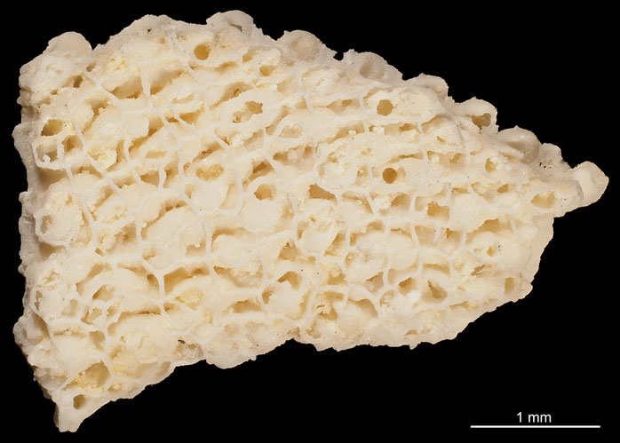 Senckenberg, Bryozoa, Bryozoen, Moostierchen, Sammlung Voigt