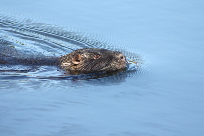 schwimmendes Nutria