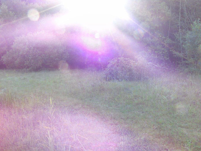 Farbenrausch in violett und weiß, www.lichtwesenfotografie.com