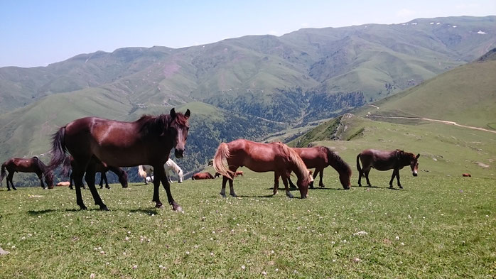 On the main skki mountain Gadrekili (2'507m). Bakhmaro and all of Guria is very famous for its horses and skillfull riders, 17/07/2016.