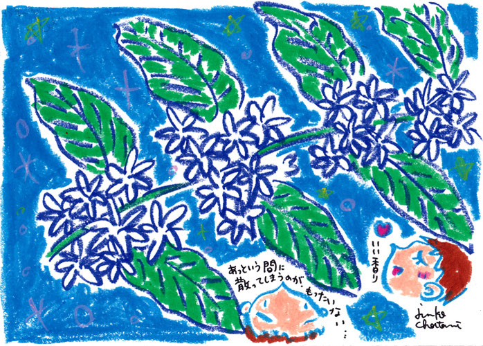 コーヒーの花 コーヒーイラスト 茶谷順子