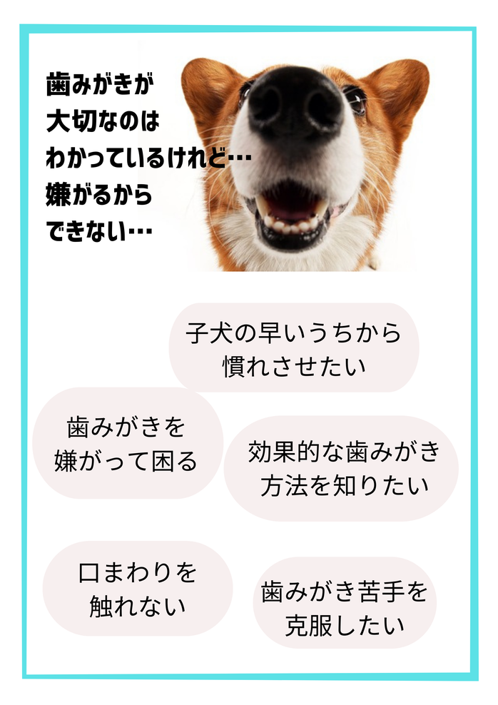 犬のしつけ　無料相談