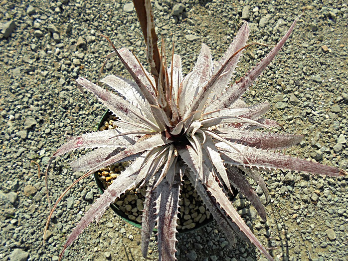 Dyckia ‘Rashoumon’ ディッキア　Amazonico Yahoo!オークション - Amazonico Dyckia 'Centurion' × 'Nemesis
