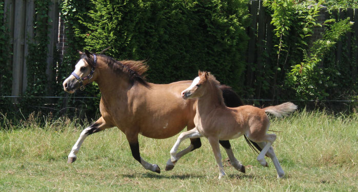 Oostdijk's Ceridwen Maybelline, 2015, buckskin, KEUR, PREFERENT with her 2025 filly Melian