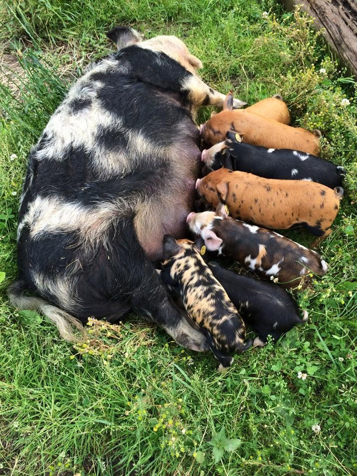 Informatie over Kune kunes Lemsdale Kunekunes