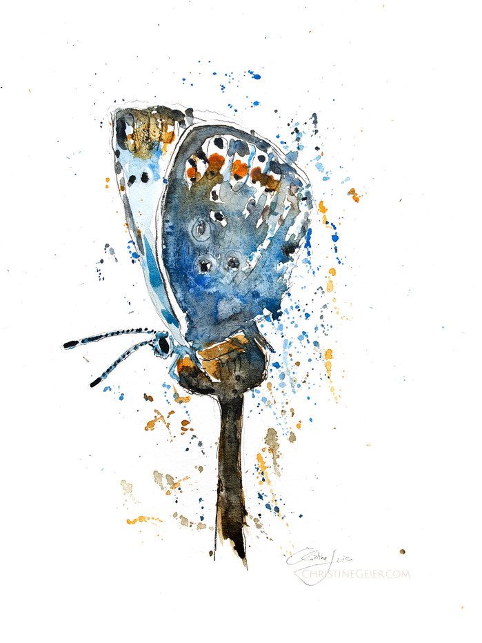 Schmetterling, Aquarell, butterfly, watercolour, painting, artwork, illustration, contemporaryart, zeitgenössische kunst, watercolor, common blue