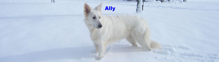 Zucktkollegen Und Verein Weisse Schaeferhundezucht Reutlingen Snow White Von Der Achalm